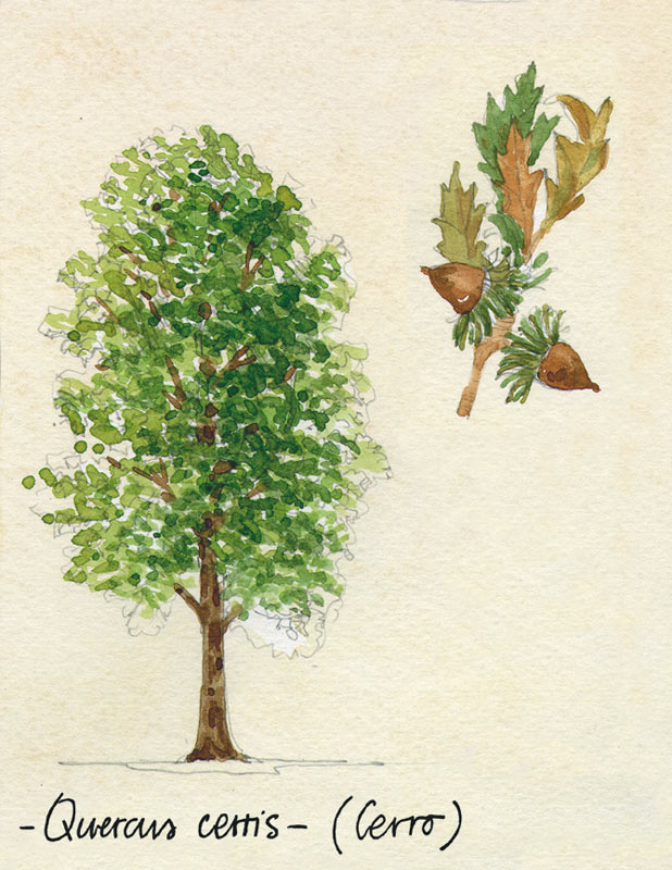 Cerro -  Quercus certis